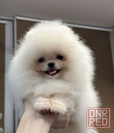 Померанский шпиц Донецк - изображение 1