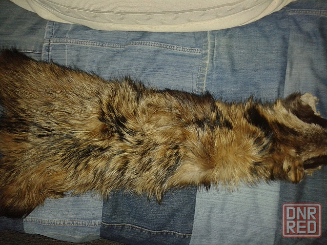 Отдам даром Донецк - изображение 2