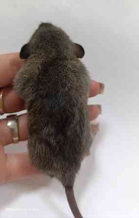 Мальчик Дамбо Донецк