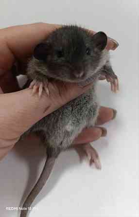 Мальчик Дамбо Донецк