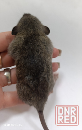 Мальчик Дамбо Донецк - изображение 2