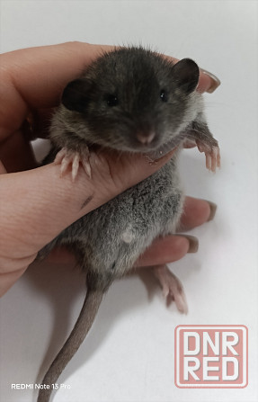 Мальчик Дамбо Донецк - изображение 1