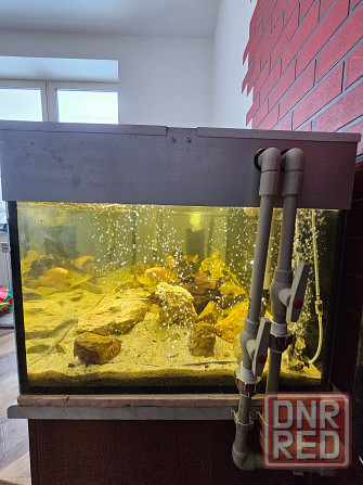 Аквариум Донецк - изображение 3