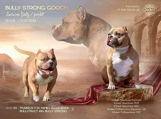 Американский булли вязка Донецк