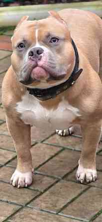 Американский булли вязка Донецк