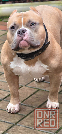 Американский булли вязка Донецк - изображение 2