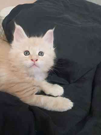 Котята Мэйн-кун Макеевка