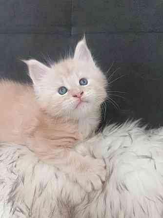 Котята Мэйн-кун Макеевка