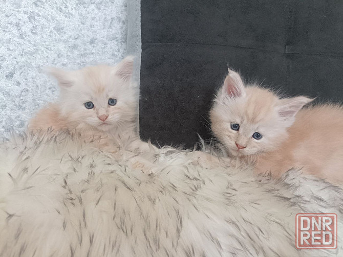 Котята Мэйн-кун Макеевка - изображение 5