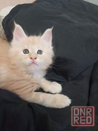 Котята Мэйн-кун Макеевка - изображение 3