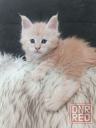 Котята Мэйн-кун Макеевка - изображение 1