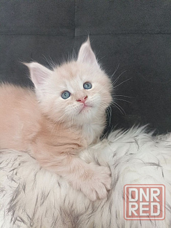 Котята Мэйн-кун Макеевка - изображение 4