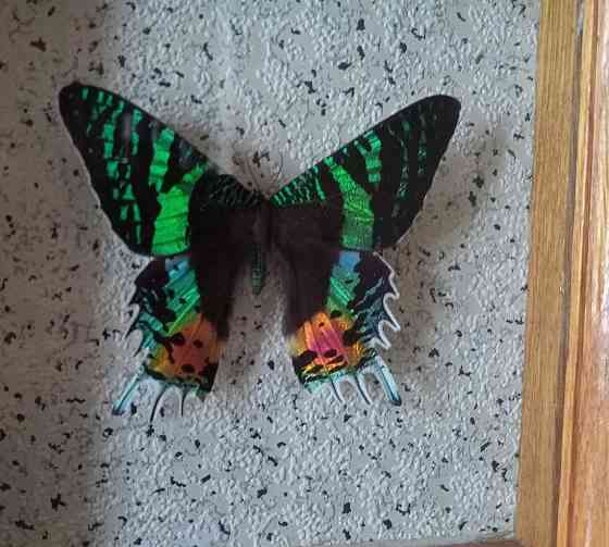 Тропическая бабочка в рамке Донецк