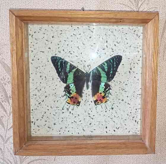 Тропическая бабочка в рамке Донецк