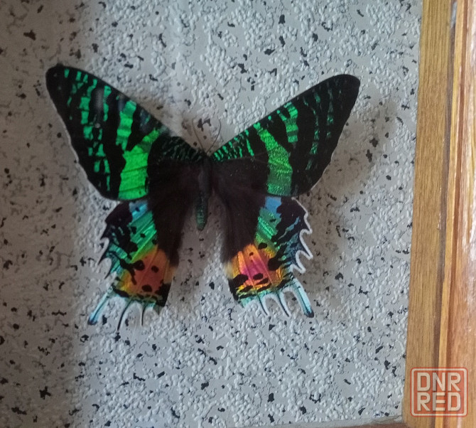 Тропическая бабочка в рамке Донецк - изображение 2