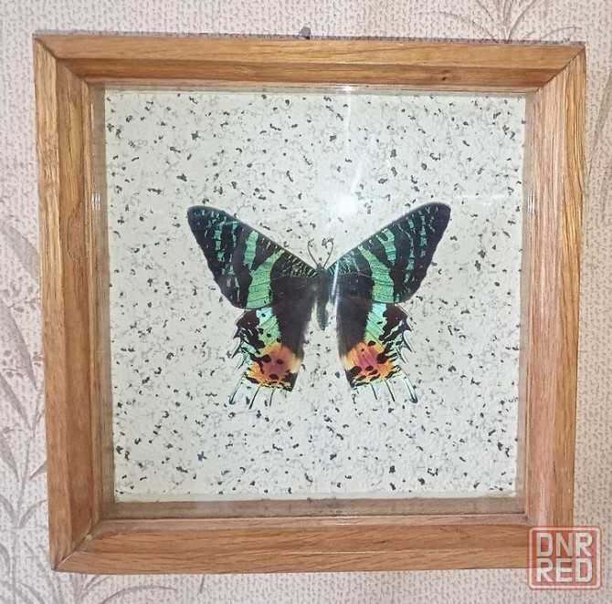 Тропическая бабочка в рамке Донецк - изображение 1