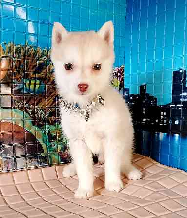 Помски два мальчика миника (до 7 кг взрослыми) с доставкой по городам. Донецк