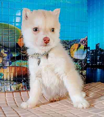 Помски два мальчика миника (до 7 кг взрослыми) с доставкой по городам. Донецк