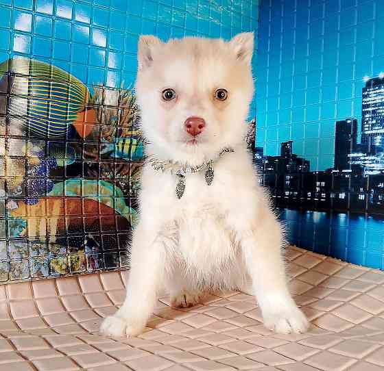 Помски два мальчика миника (до 8 кг взрослыми) с доставкой по городам. Донецк