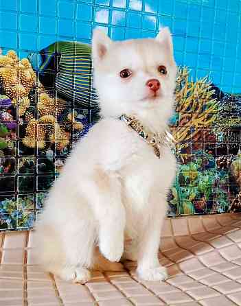 Помски два мальчика миника (до 8 кг взрослыми) с доставкой по городам. Донецк