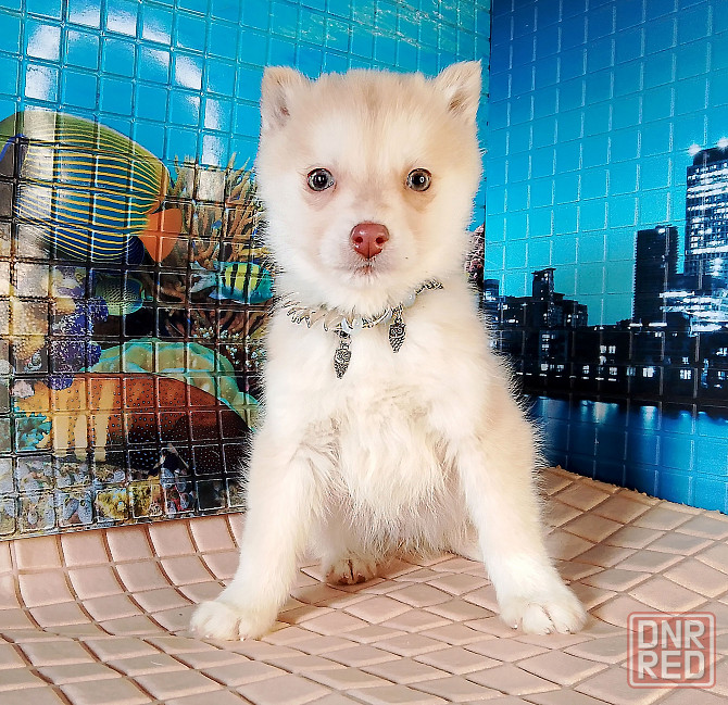 Помски два мальчика миника (до 8 кг взрослыми) с доставкой по городам. Донецк - изображение 2