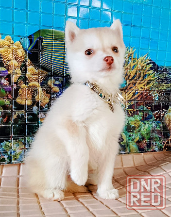 Помски два мальчика миника (до 8 кг взрослыми) с доставкой по городам. Донецк - изображение 3