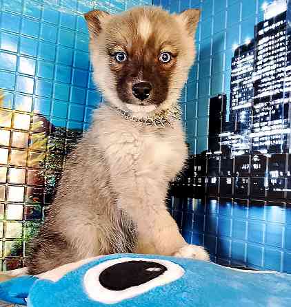 Мальчик помски миник с доставкой по городам. Донецк