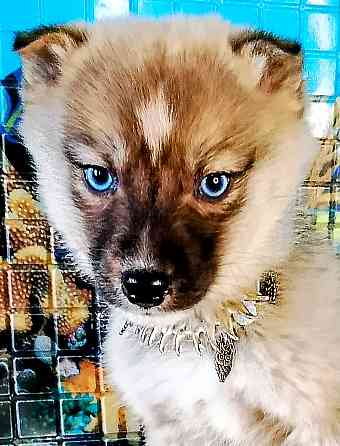 Мальчик помски миник с доставкой по городам. Донецк