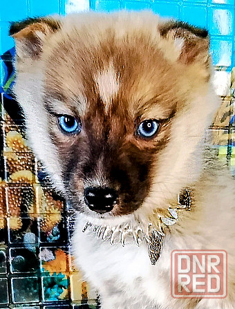 Мальчик помски миник с доставкой по городам. Донецк - изображение 1