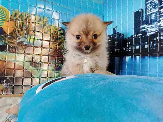 Девочка той (до 4 кг взрослой) порода помски с доставкой. Донецк