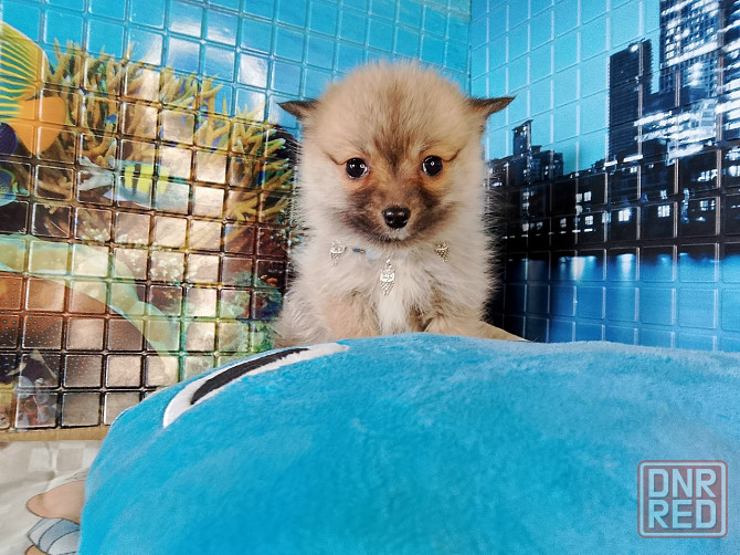 Девочка той (до 4 кг взрослой) порода помски с доставкой. Донецк - изображение 3