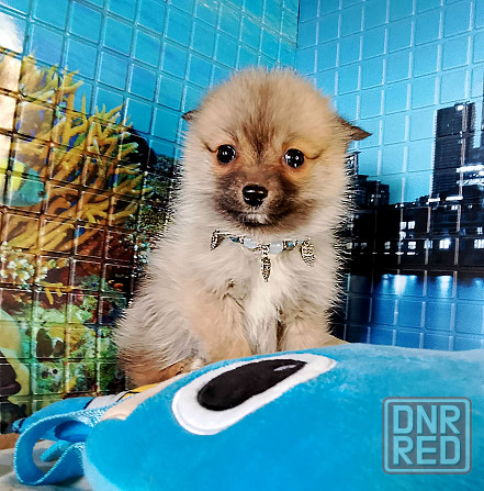 Девочка той (до 4 кг взрослой) порода помски с доставкой. Донецк - изображение 1