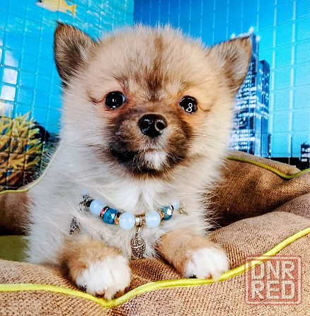 Девочка той (до 4 кг взрослой) порода помски с доставкой. Донецк - изображение 4