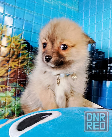 Девочка той (до 4 кг взрослой) порода помски с доставкой. Донецк - изображение 2