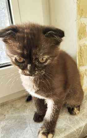 Шотландская кошечка Донецк