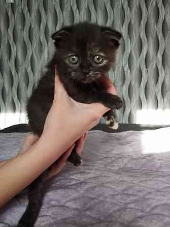 Шотландская кошечка Донецк