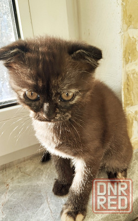 Шотландская кошечка Донецк - изображение 1