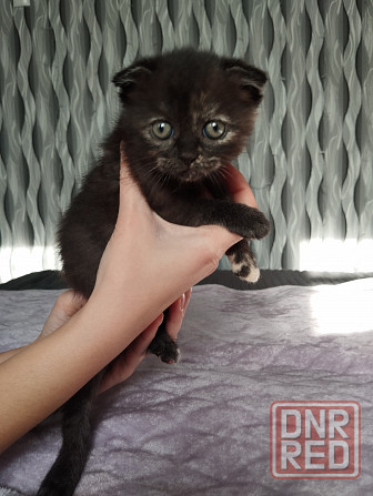 Шотландская кошечка Донецк - изображение 2