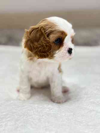 Кинг-чарльз-спаниели! Донецк