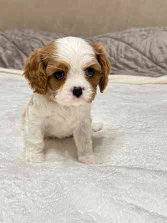 Кинг-чарльз-спаниели! Донецк