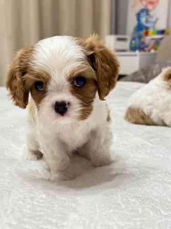 Кинг-чарльз-спаниели! Донецк