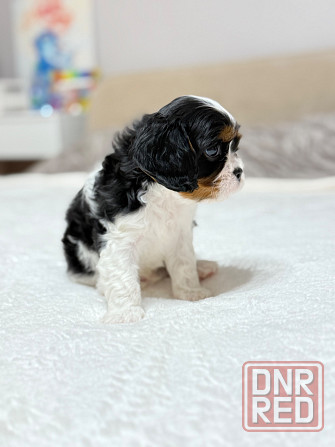 Кинг-чарльз-спаниели! Донецк - изображение 6