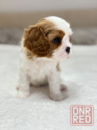 Кинг-чарльз-спаниели! Донецк - изображение 3