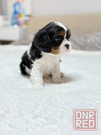 Кинг-чарльз-спаниели! Донецк - изображение 7