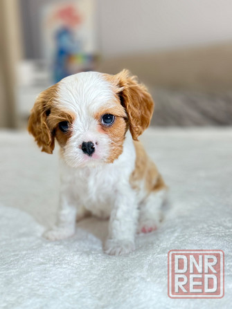 Кинг-чарльз-спаниели! Донецк - изображение 4