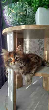 Кошечка Мейн кун. Макеевка