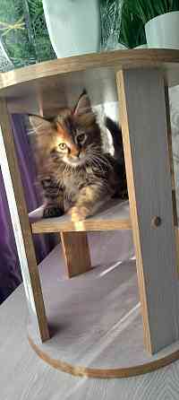 Кошечка Мейн кун. Макеевка