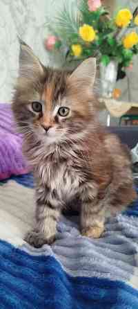 Кошечка Мейн кун. Макеевка