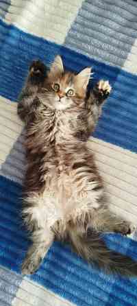 Кошечка Мейн кун. Макеевка