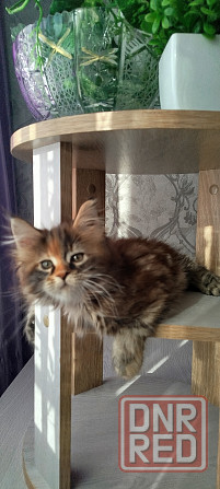 Кошечка Мейн кун. Макеевка - изображение 6